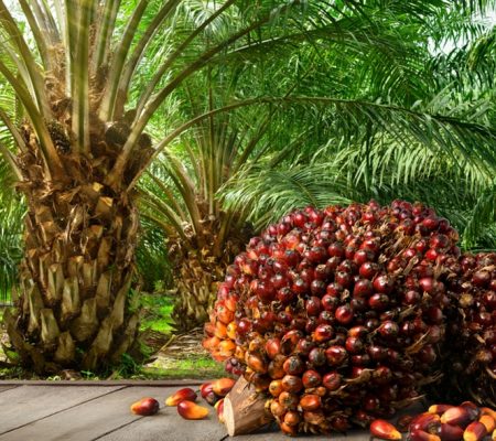 A-Complete-Guide-for-Palm-Oil-Plantation.jpg