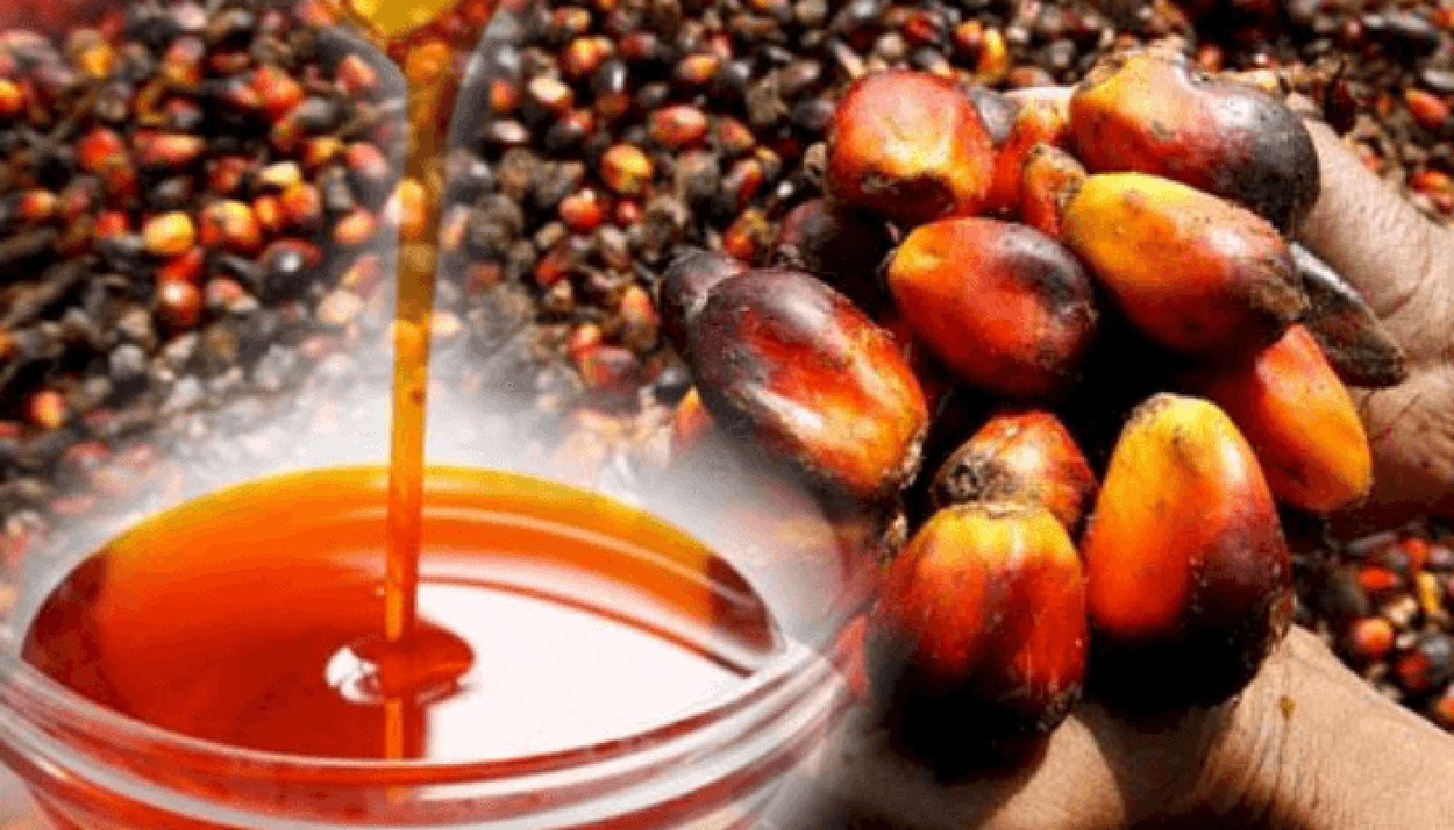 crude-Palm-Oil.png